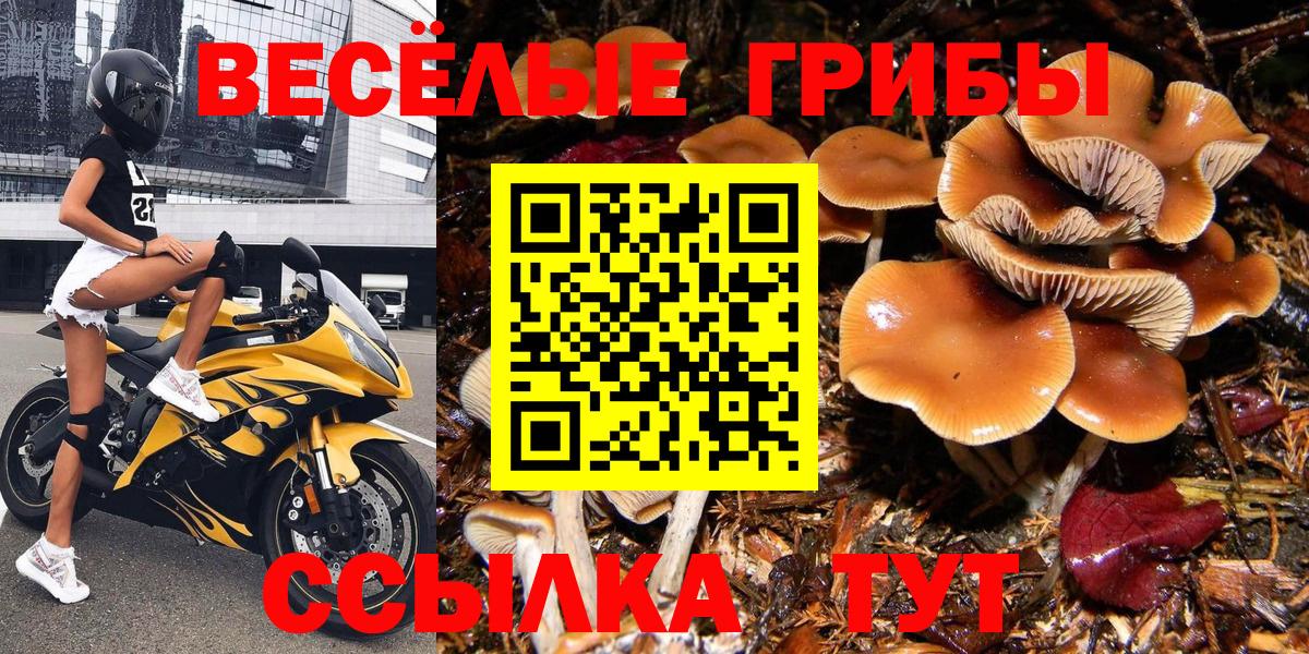 Псилоцибиновые грибы мицелий Гусиноозёрск